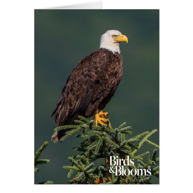 Eagle chauve majestueux (Devant)