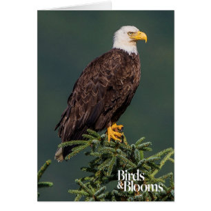 Eagle chauve majestueux