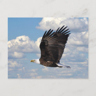 Eagle dans la carte postale Sky