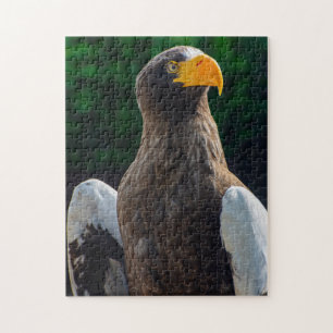 Eagle de mer Stellaire puzzle