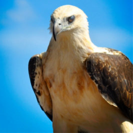 Eagle Design Motivierend Inspiration Poster