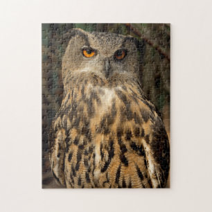 Eagle-Eule