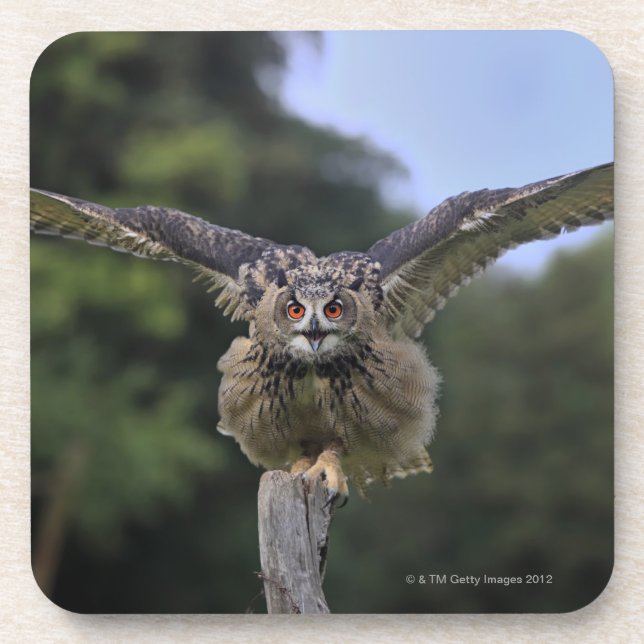 Eagle-Eule (Bubo Bubo) Getränkeuntersetzer (Vorderseite)