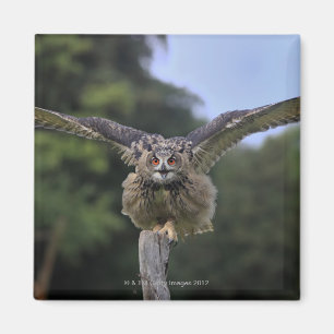 Eagle-Eule (Bubo Bubo) Magnet
