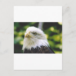 Eagle Eye Postkarte