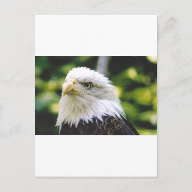 Eagle Eye Postkarte (Vorderseite)