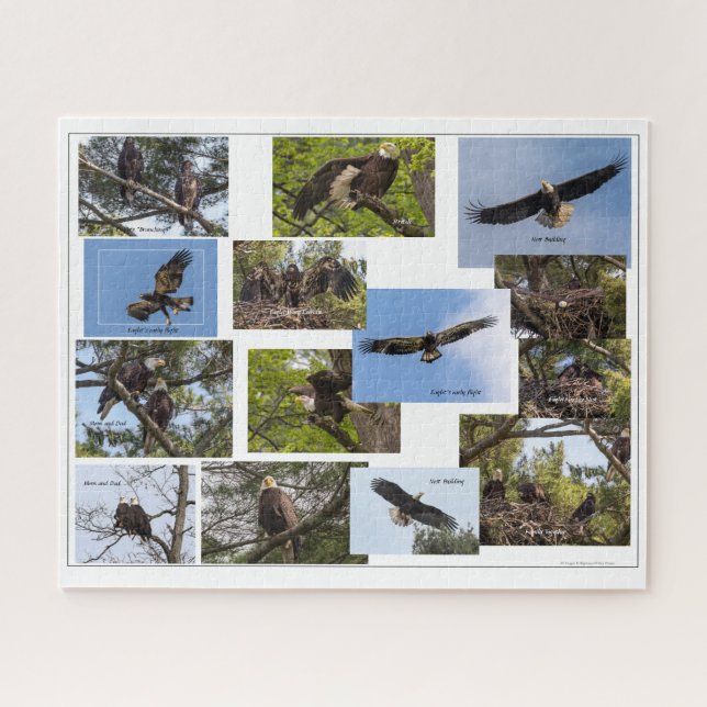 Eagle Family Life (Horizontal)