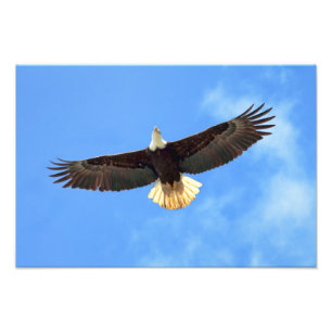 Eagle-Fliegen Fotodruck