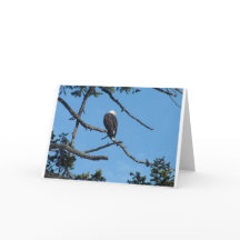Eagle Grußkarte