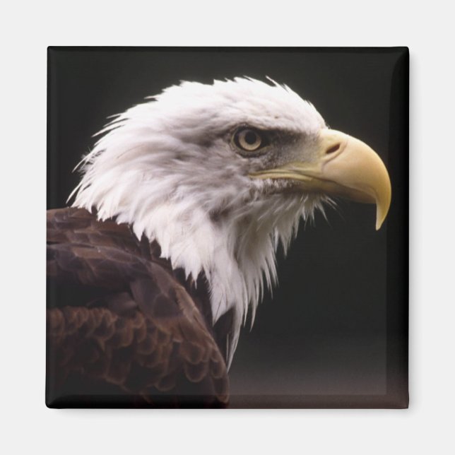 Eagle Head Study Magnet (Vorne)