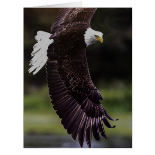 Eagle im Flug