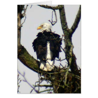 Eagle immer wachsam ...