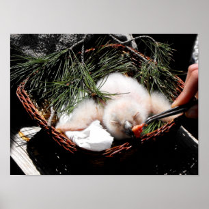 Eagle-Kiche fütternd Zeit Poster