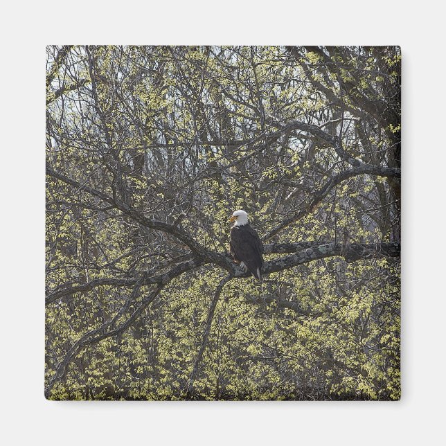 Eagle Lookout Painterly Magnet (Vorne)
