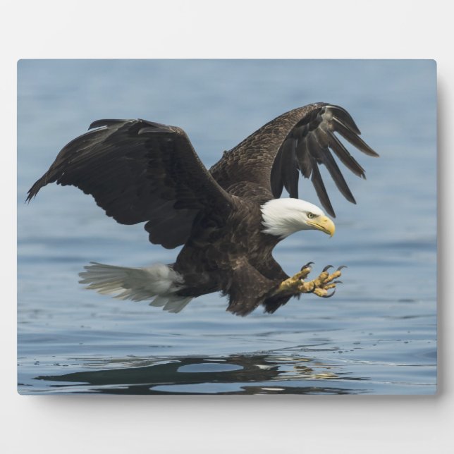 Eagle on Approach Fotoplatte (Vorderseite)