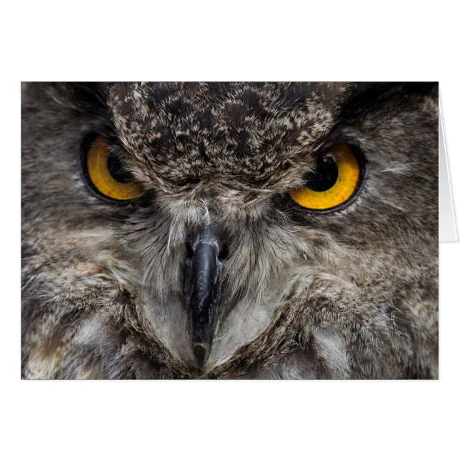 Eagle Owl (Vorderseite (Horizontal))