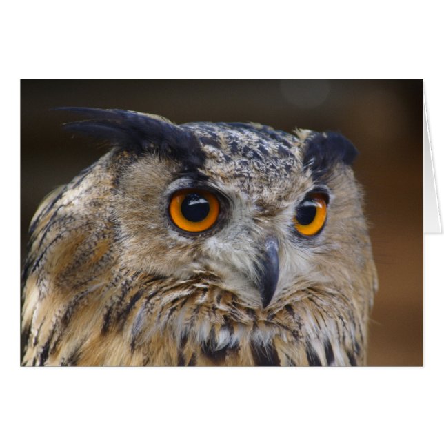 Eagle Owl (Vorderseite (Horizontal))