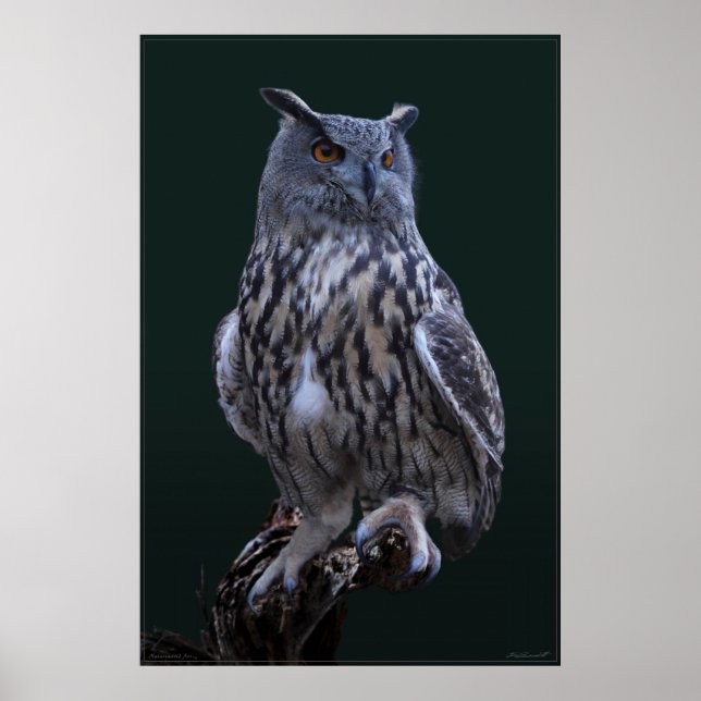 Eagle Owl Foto Poster -24x36 -kleiner erhältlich (Vorne)