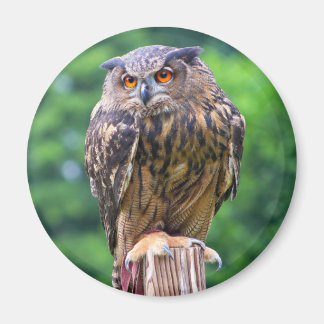Eagle Owl Magnet
