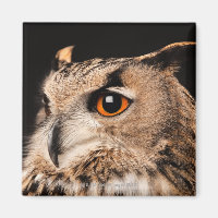 Eagle Owl