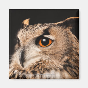Eagle Owl Magnet