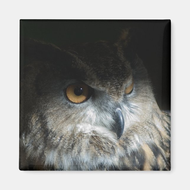 Eagle Owl Magnet (Vorne)