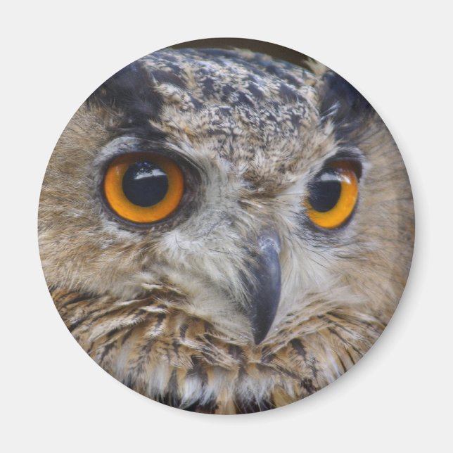 Eagle Owl Magnet (Vorne)