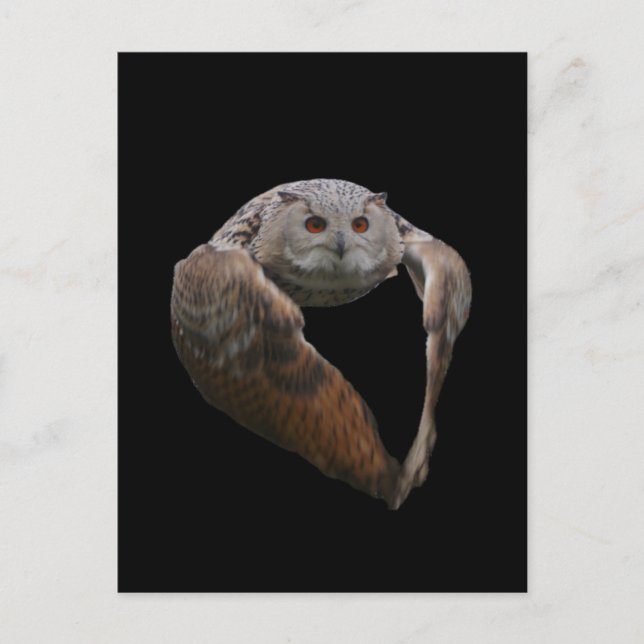 Eagle Owl Postcard Postkarte (Vorderseite)