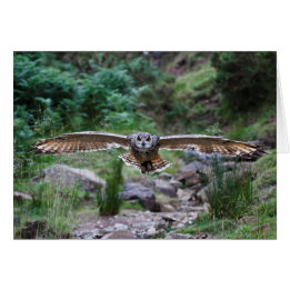 Eagle Owl. Vorwärtsbewegung