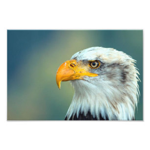 Eagle Picture Fotodruck