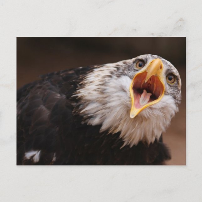 Eagle Postkarte (Vorderseite)