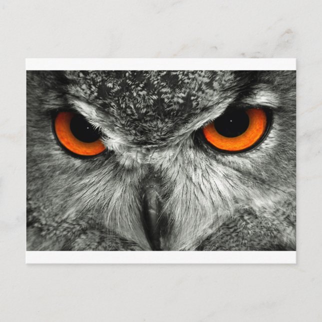 Eagle Postkarte (Vorderseite)