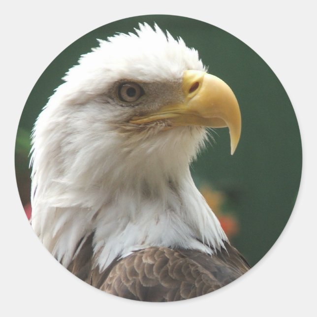 Eagle Stickers (Vorderseite)