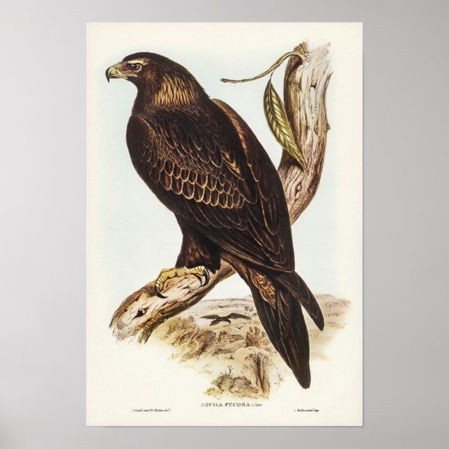 Eagle von Elizabeth Gould Poster (Vorne)