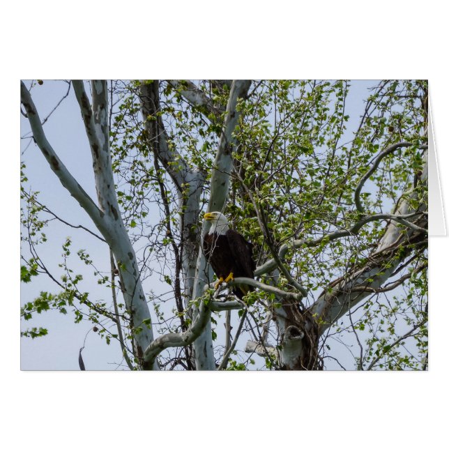 Eagle Watch out (Vorderseite (Horizontal))