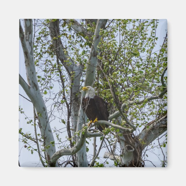 Eagle Watch out Magnet (Vorne)
