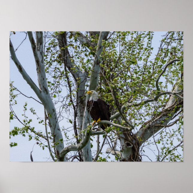 Eagle Watch out Poster (Vorne)