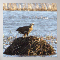 Eagles Foto Poster