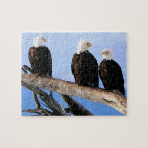 Eagles Puzzle