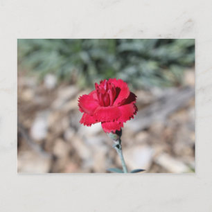 Early Bird Dianthus # 2 Postkarte
