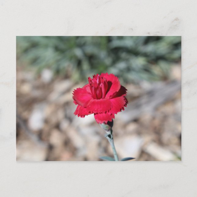 Early Bird Dianthus # 2 Postkarte (Vorderseite)