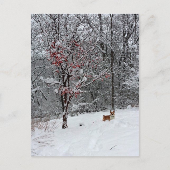 Early Snow Postkarte (Vorderseite)