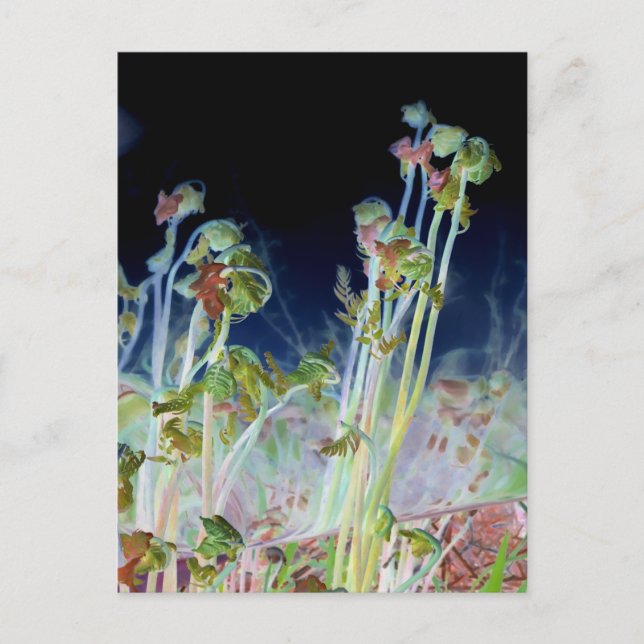 "Early Spring" digital veränderte Fiddlehead Ferns Postkarte (Vorderseite)