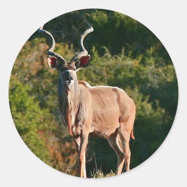 East Cape Kudu Aufkleber (Vorderseite)