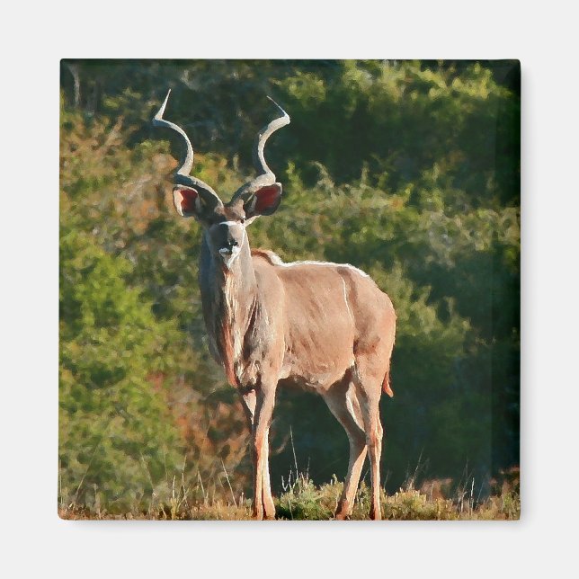 East Cape Kudu Magnet (Vorne)