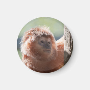 East Javan Langur mit Backlight Glow Magnet
