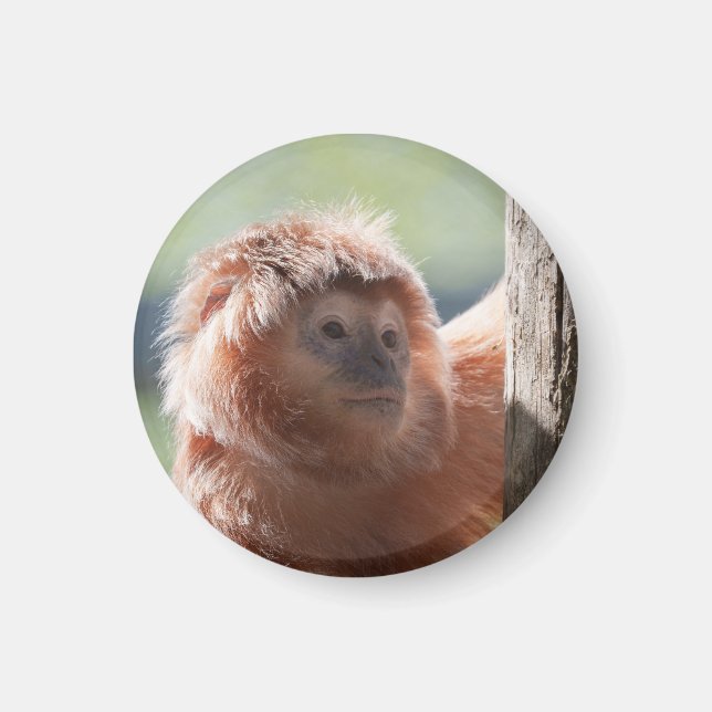 East Javan Langur mit Backlight Glow Magnet (Vorne)