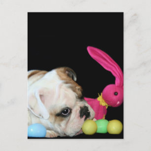 Easter Bulldog postcard Feiertagspostkarte