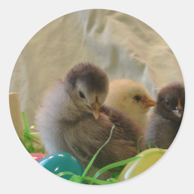 Easter Chicks Runder Aufkleber (Vorderseite)