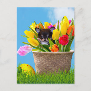 Easter Chihuahua dog Feiertagspostkarte